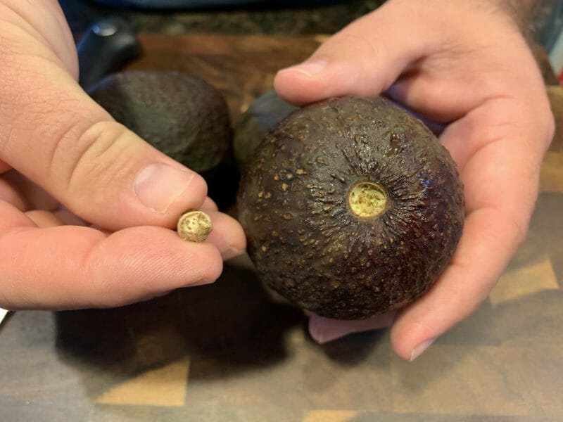 checking under the stem for ripeness