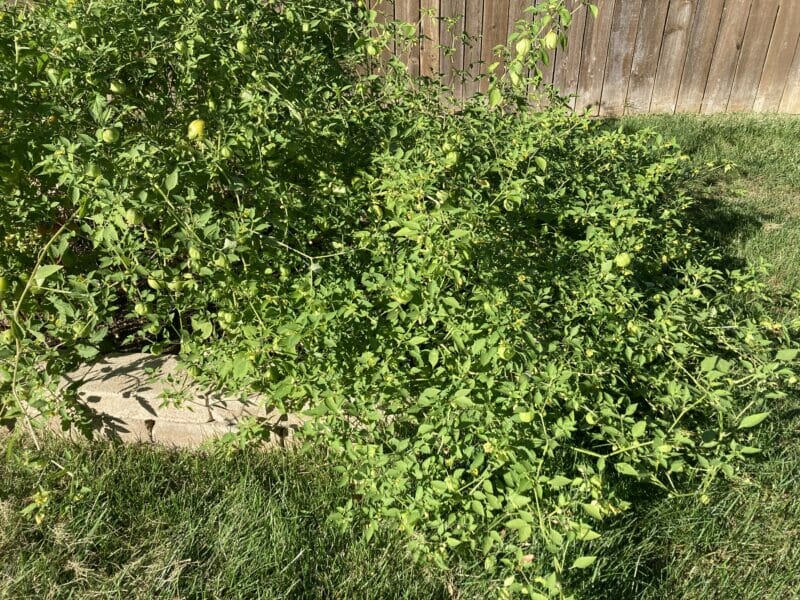 Our tomatillo plants taking over our backyard garden