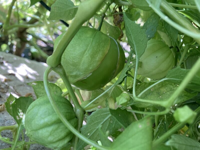 close up of a tomatillo growing in its papery husks